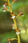 Spotted Coralroot blossoms