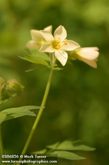 Royal Polemonium blossoms