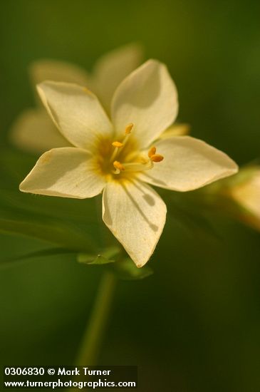 Royal Polemonium blossom detail