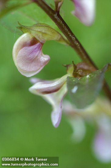 Sickletop Lousewort blossoms extreme detail
