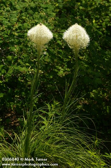 Beargrass