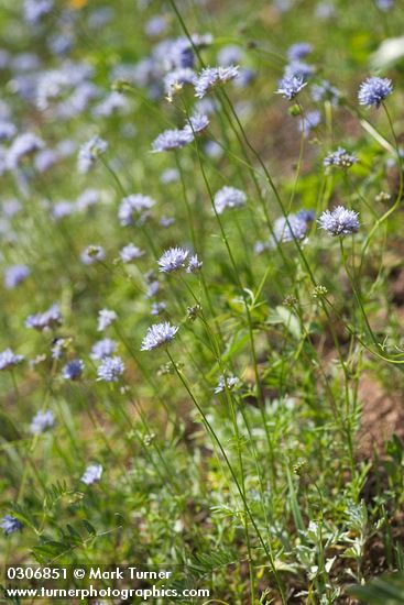 Blue Field Gilia