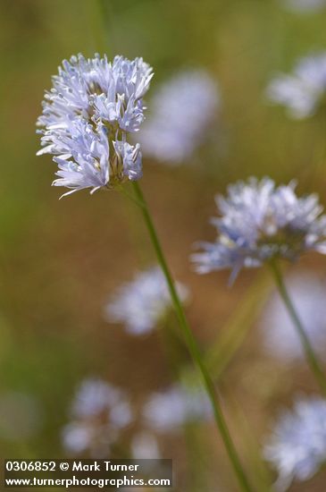 Blue Field Gilia blossom detail