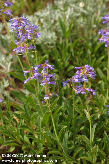 Small-flowered Penstemon blossoms & foliage