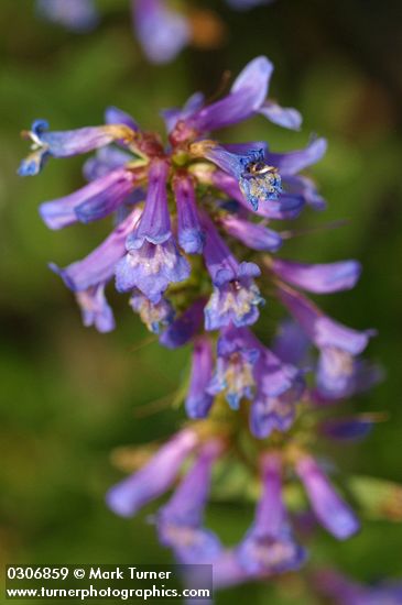 Small-flowered Penstemon blossoms detail