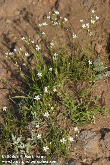 Mountain Sandwort