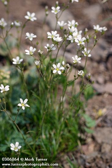 Mountain Sandwort