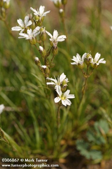 Mountain Sandwort blossoms