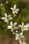 Mountain Sandwort blossoms detail