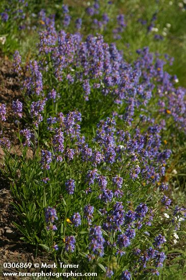 Small-flowered Penstemon