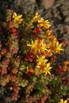 Spreading Stonecrop