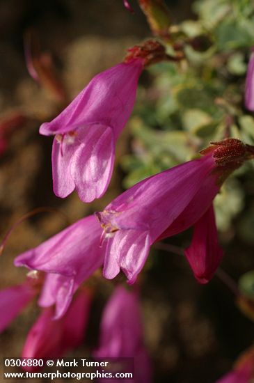 Rock Penstemon blossoms detail
