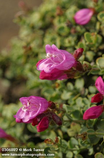 Rock Penstemon blossoms & foliage