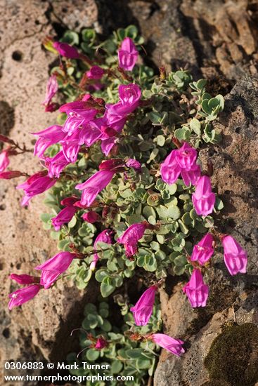 Rock Penstemon