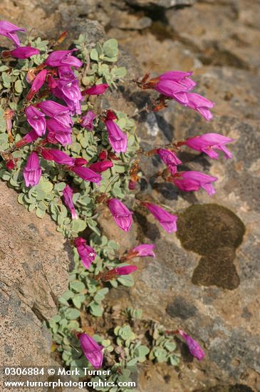 Rock Penstemon