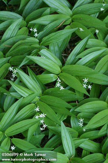 Star False Soloman's Seal blossoms & foliage pattern