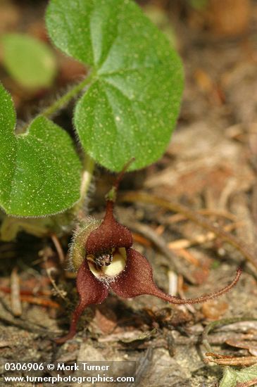 Long-tailed Wild Ginger blossom & foliage detail
