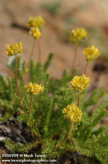 Gordon's Ivesia blossoms & foliage
