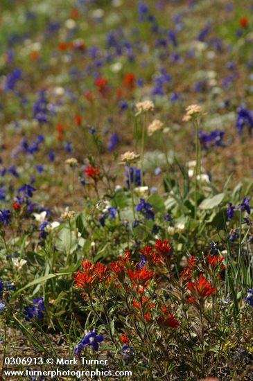 Xeric meadow w/ Harsh Paintbrush, Menzies' Delphiniums, Mountain Cat's Ears, Arrow-leaf Buckwheat