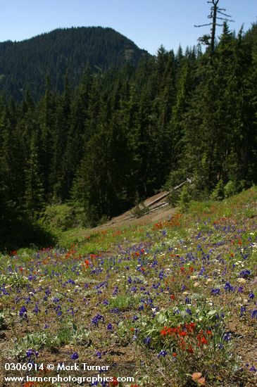 Xeric meadow w/ Harsh Paintbrush, Menzies' Delphiniums, Mountain Cat's Ears, Arrow-leaf Buckwheat
