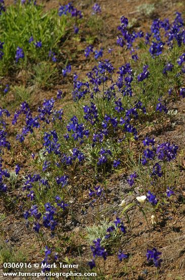Menzies' Delphiniums in xeric meadow