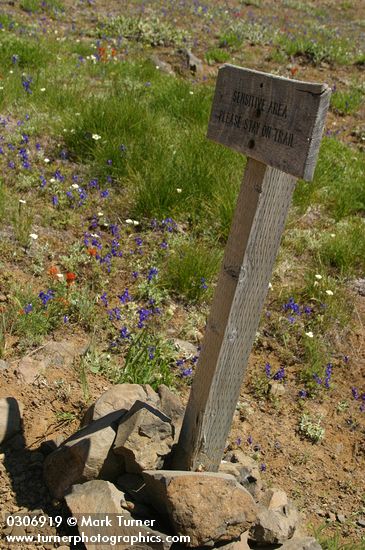 'Sensitive Area Please Stay on Trail' sign at xeric meadow w/ Menzies' Delphiniums, Mountain Cat's Ears, Harsh Paintbrush