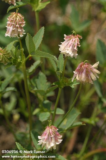 Shasta Clover
