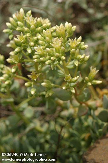 Creamy Stonecrop
