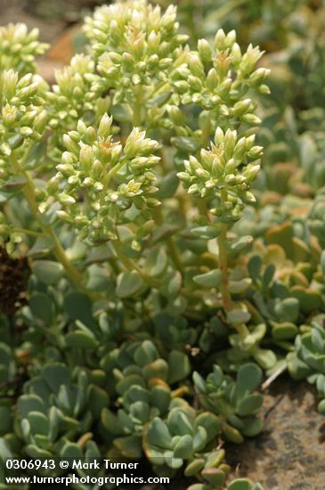 Creamy Stonecrop