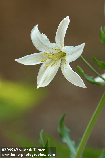 Washington Lily blossom