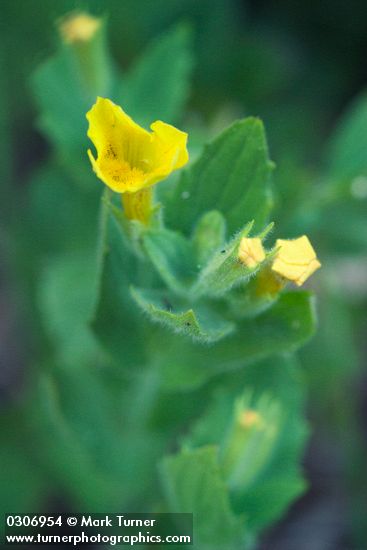 Musk Monkeyflower blossom & foliage detail