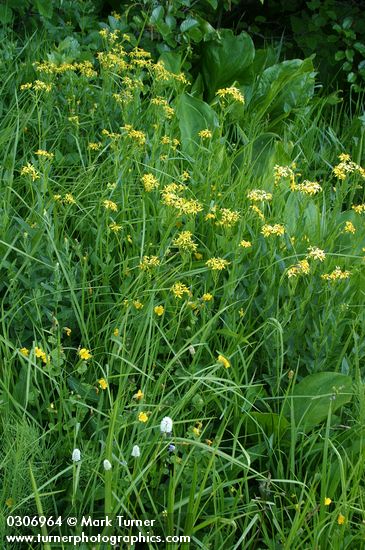 Arrowhead Butterweed & American Bistort in wet meadow