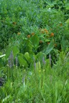 Elephant Head Lousewort, Skunk Cabbage foliage, Harsh Paintbrush in wet meadow