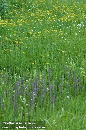 Elephant Head Lousewort, Arrowhead Butterwort, American Bistort in wet meadow
