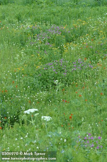 Wet meadow community
