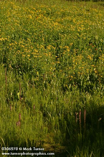 Arrowhead Butterwort & Elephant Head Lousewort in wet meadow community