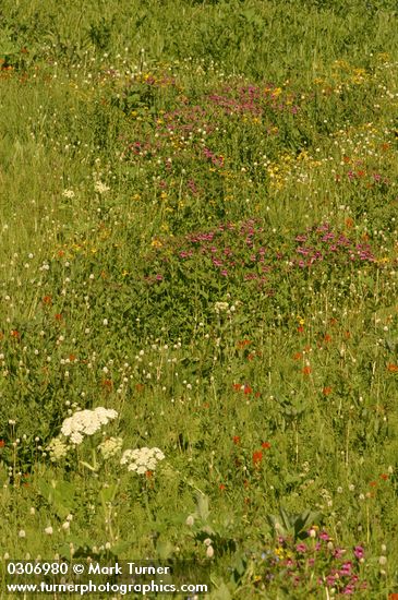 Wet meadow community