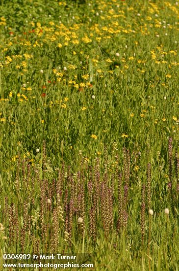 Elephant Head Lousewort w/ Arrowhead Butterwort soft bkgnd in wet meadow