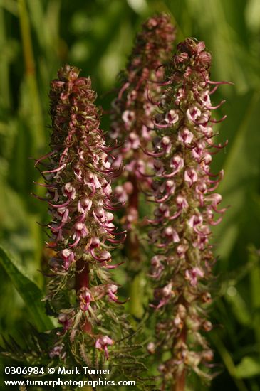 Elephant Head Lousewort blossoms detail
