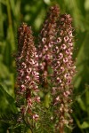 Elephant Head Lousewort blossoms detail