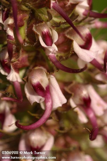 Elephant Head Lousewort  blossoms extreme detail
