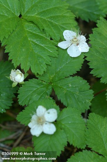 Dwarf Bramble