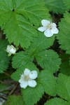 Dwarf Bramble
