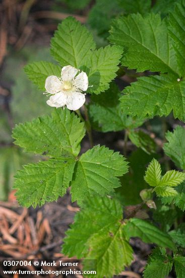 Dwarf Bramble