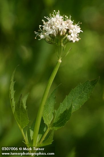 Sitka Valerian blossoms & foliage detail