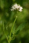 Sitka Valerian blossoms & foliage detail