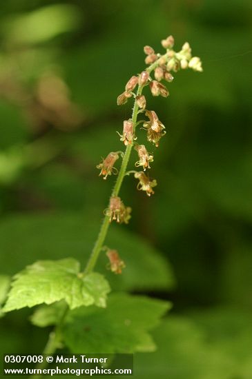 Bristle Flower blossoms & foliage