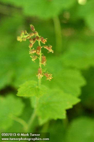 Bristle Flower blossoms & foliage detail