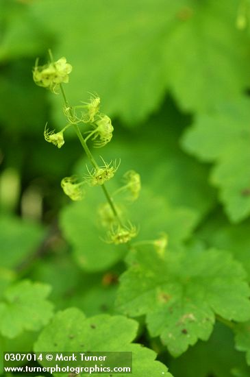 Leafy Mitrewort blossoms & foliage detail