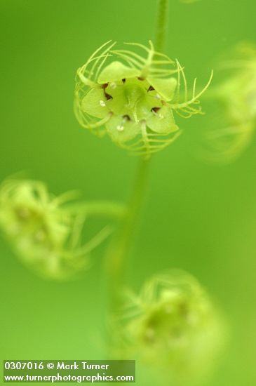 Leafy Mitrewort blossom extreme detail